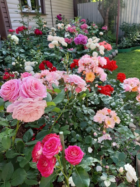 Мой сад онлайн. 7.04.21. Обрезка роз, подкормка и другие работы